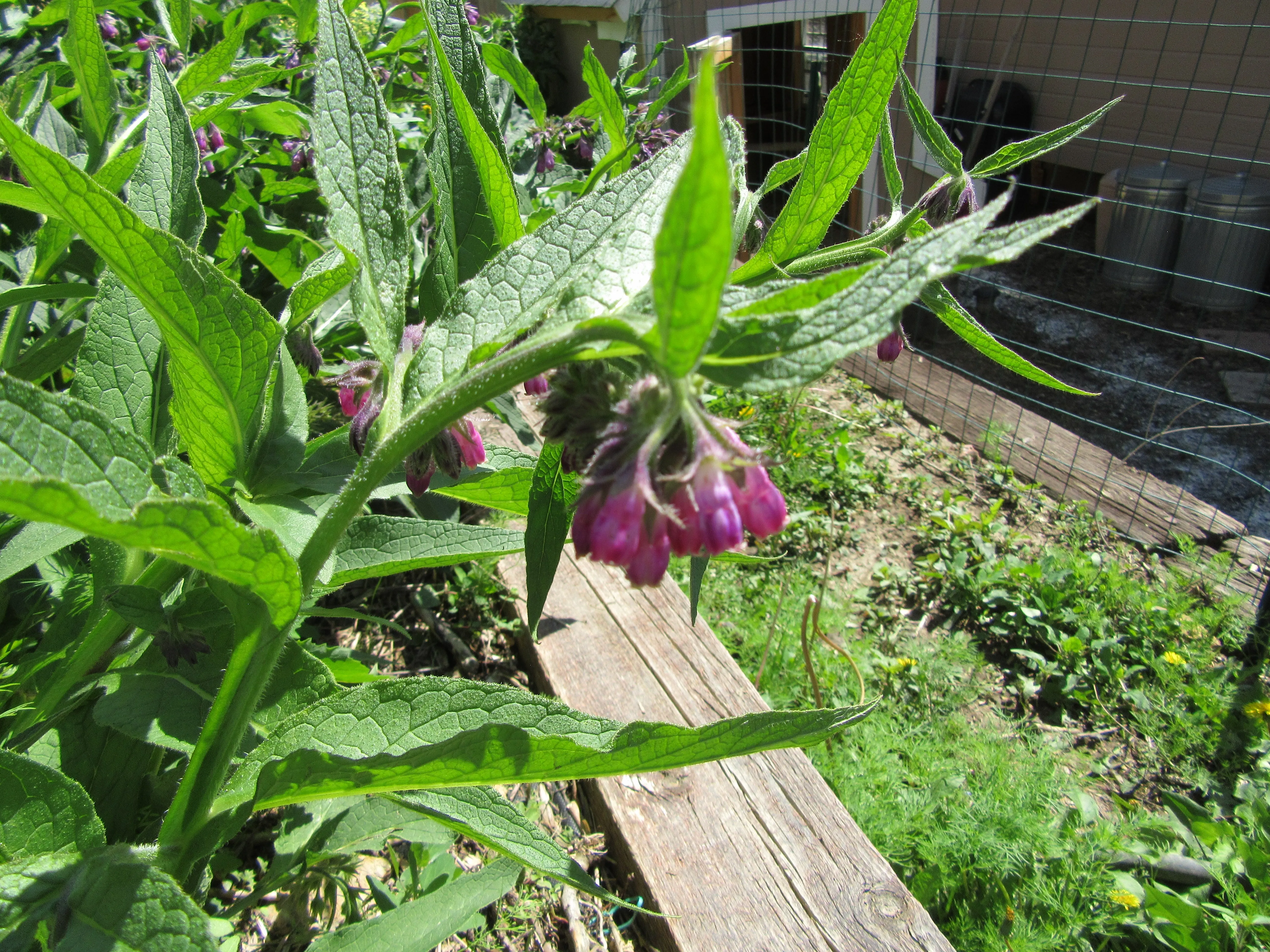 All Natural Organic Comfrey Infused Salve